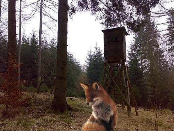 Fuchs und Füchse
