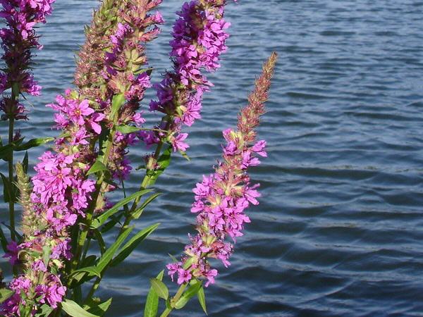 Bodensee